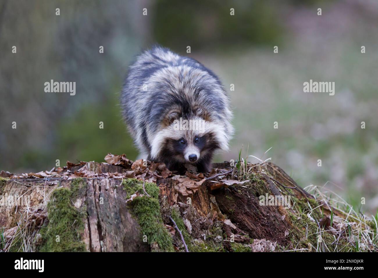 Marderhund, Nyctereutes procyonoides, Marderhund Stockfoto