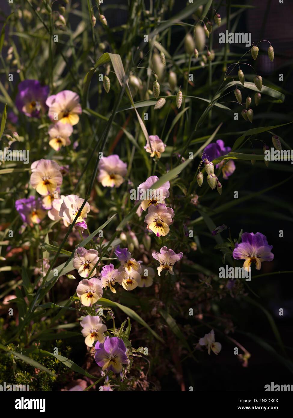Gelbe und lila Violaflumen und bebendes Gras Stockfoto