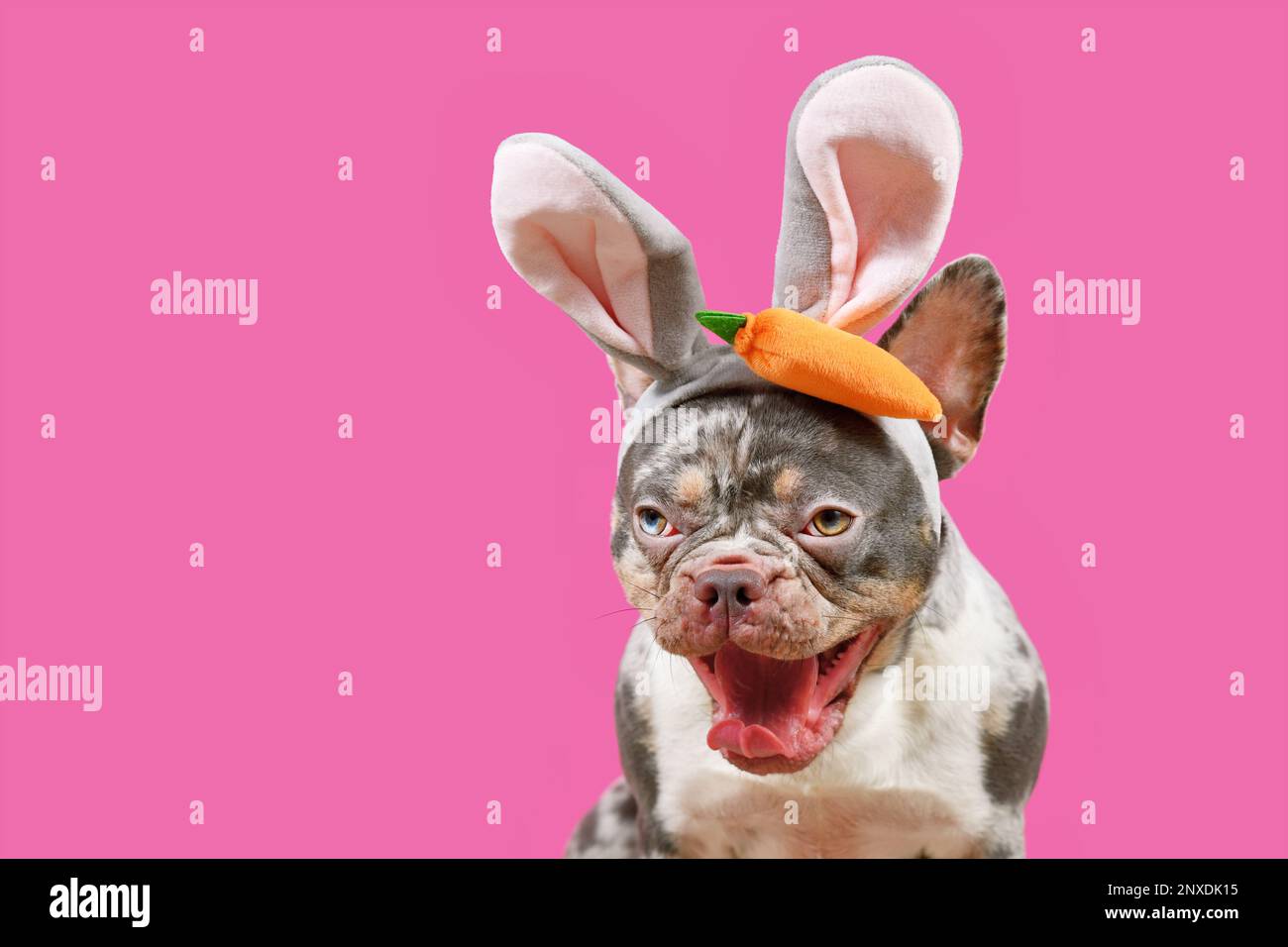 Lustiger französischer Bulldog mit weit offenem Mund und osterhäschen-Kostüm auf pinkfarbenem Hintergrund mit Kopierbereich Stockfoto