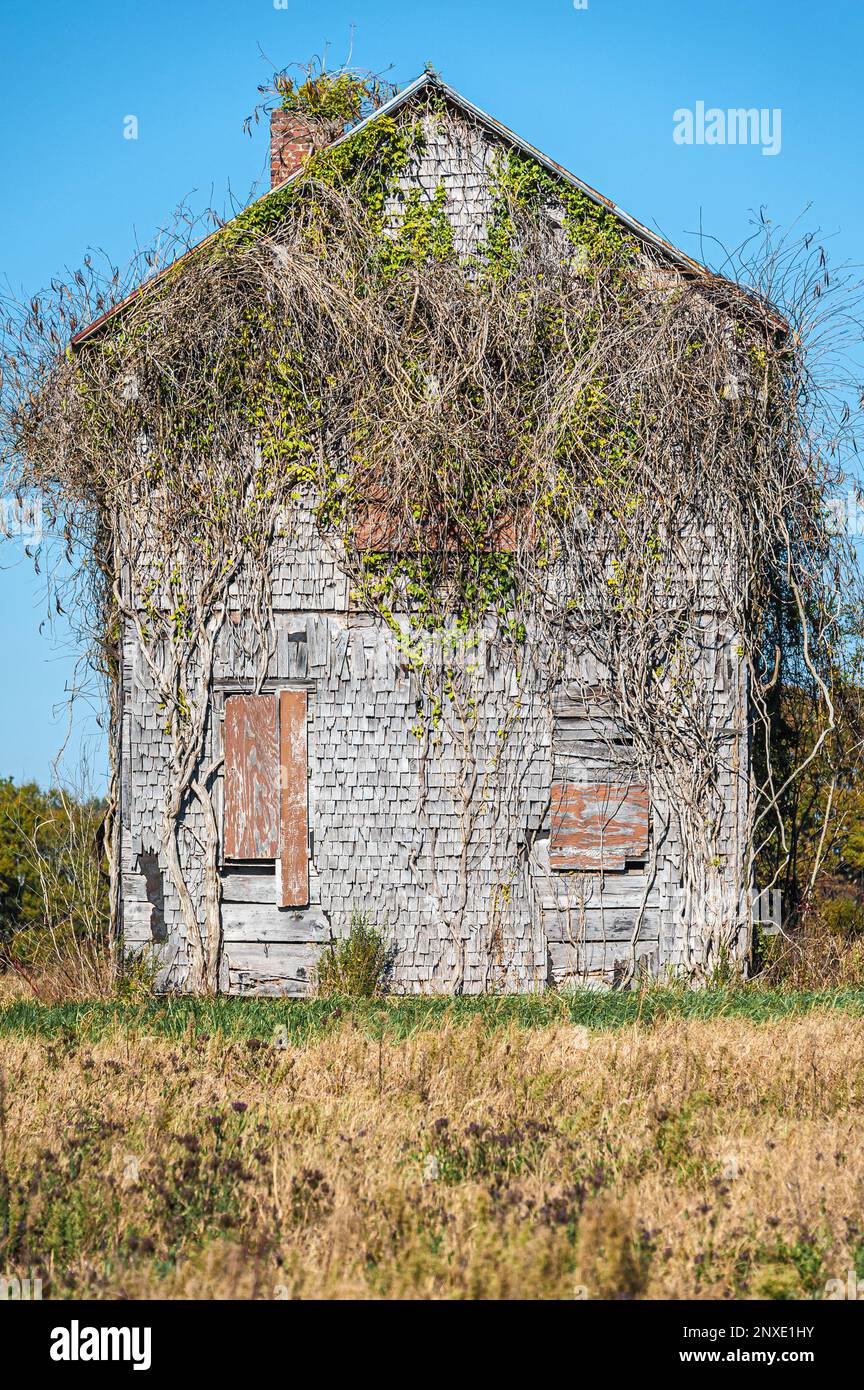 Ein überwachsenes, verlassenes Bauernhaus in Nord-Georgia. (USA) Stockfoto