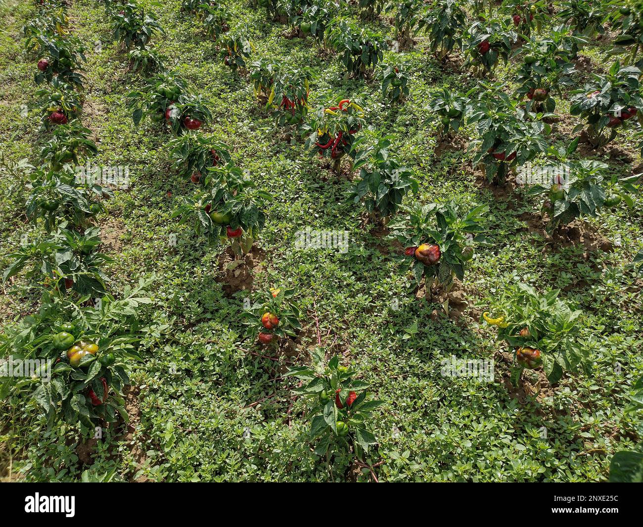 Paprika im Garten. Gemüse im Garten Stockfoto