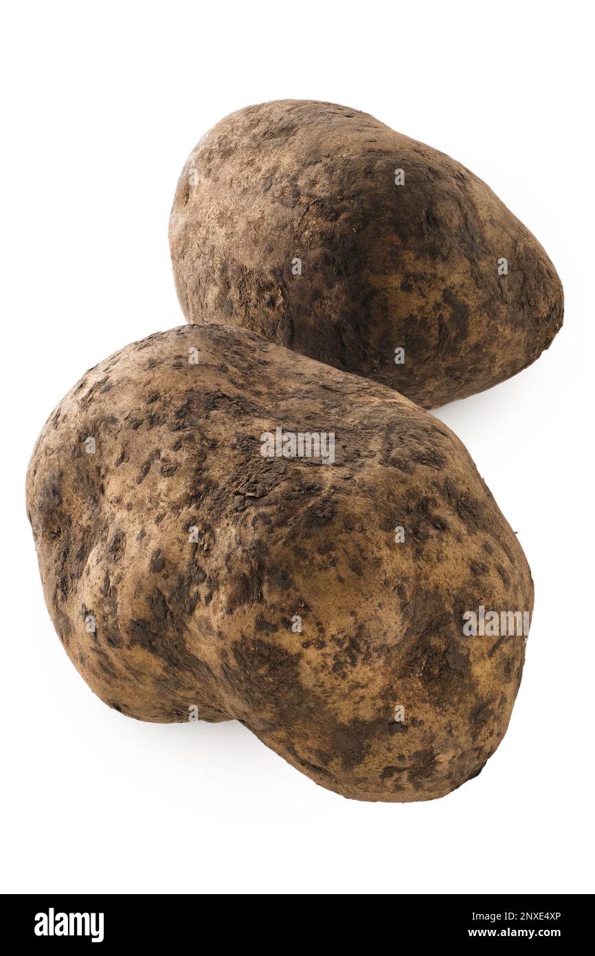 Ungewaschene Kartoffeln, isoliert auf weißem Hintergrund Stockfoto