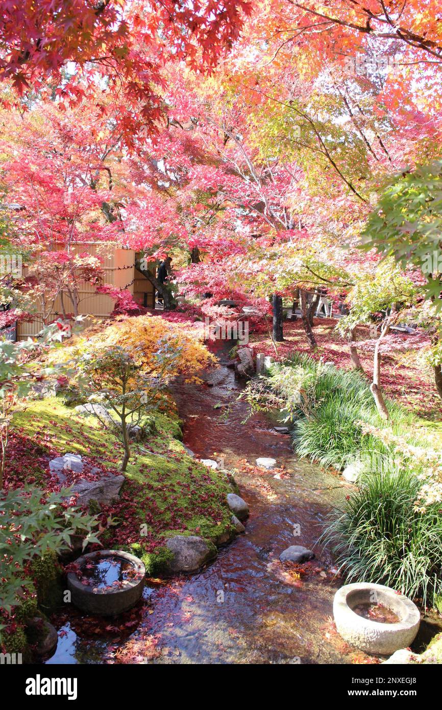 Herbstlaub im Garten des Eikando-Tempels, Kyoto, Japan Stockfoto