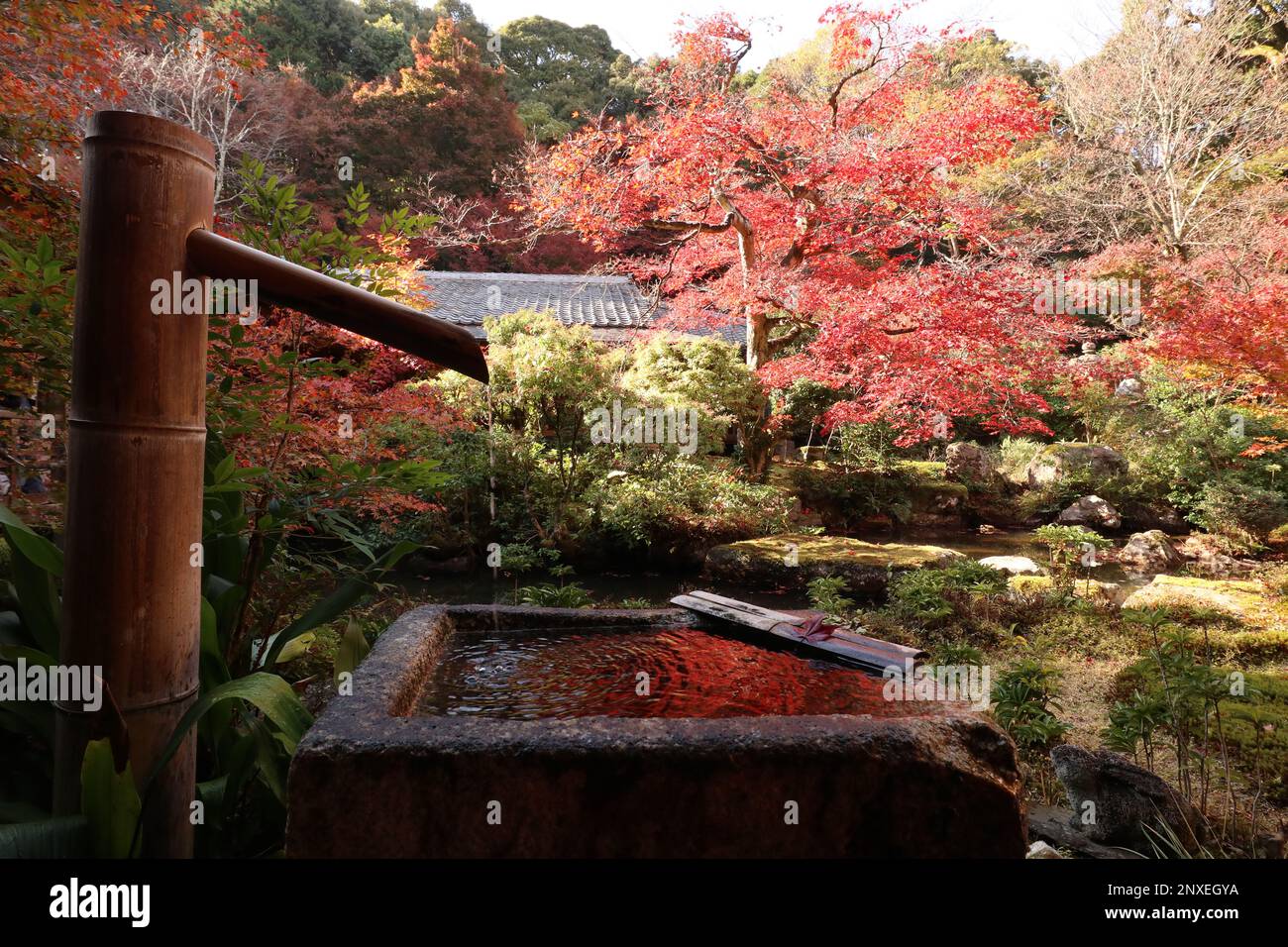 Herbstblätter und eine traditionelle Wasserversorgung im Garten des Jissoin-Tempels, Kyoto, Japan Stockfoto