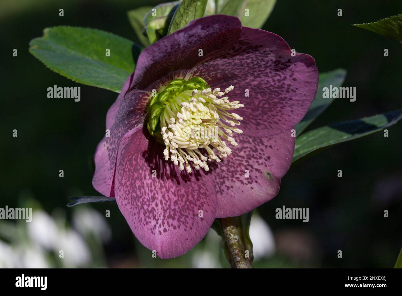 Helleberblumen in einem Garten in Clapham, Süd-London. Stockfoto