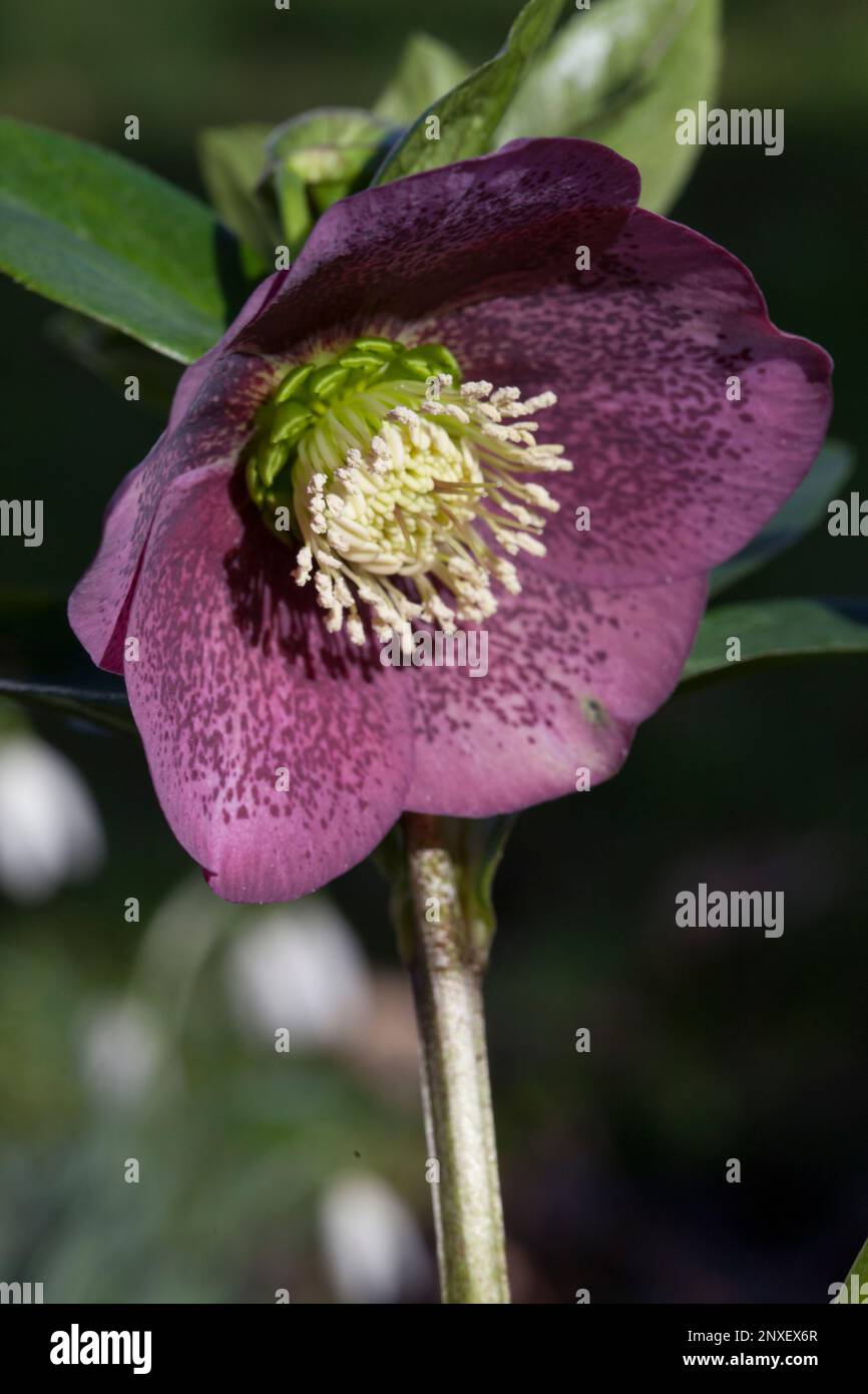 Helleberblumen in einem Garten in Clapham, Süd-London. Stockfoto