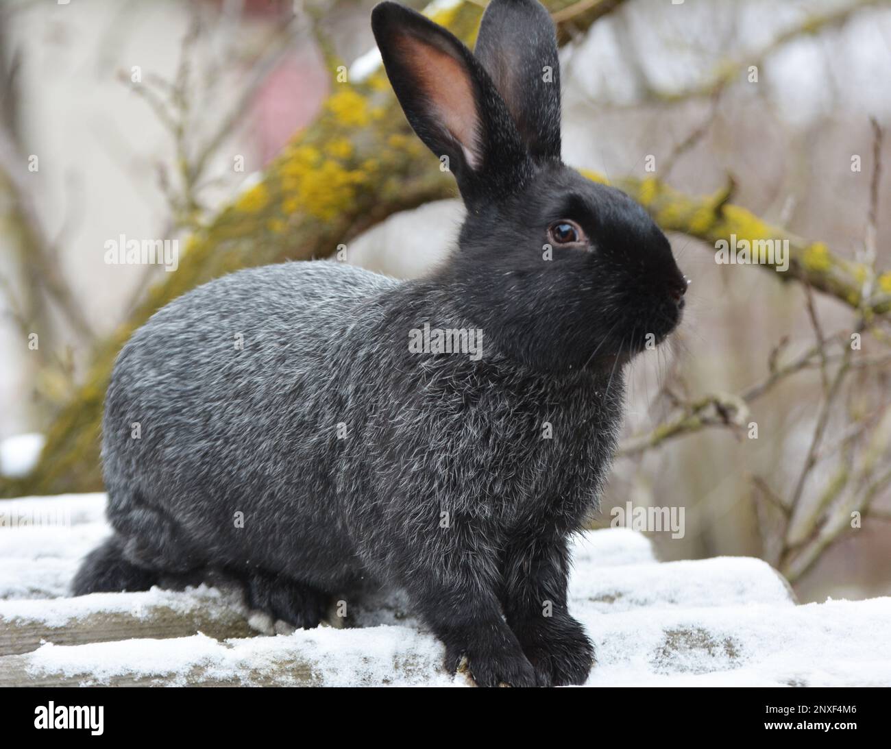 Kaninchen der Silberrasse Poltava, in der Ukraine gezüchtet Stockfoto