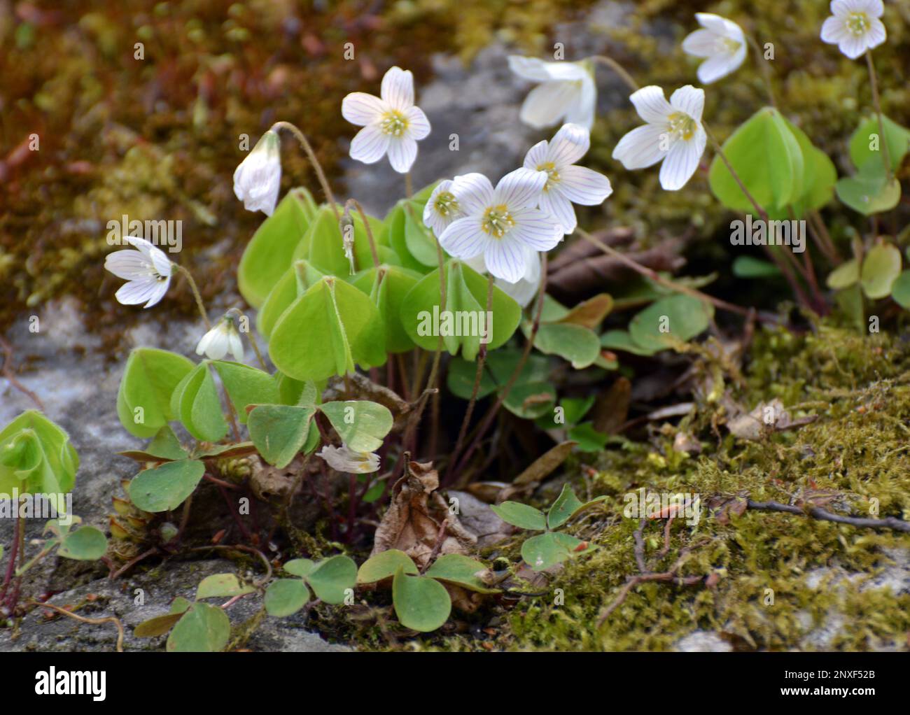 In der Wildnis des Waldes blühen die ersten Frühlingsblumen von Oxalis acetosella Stockfoto