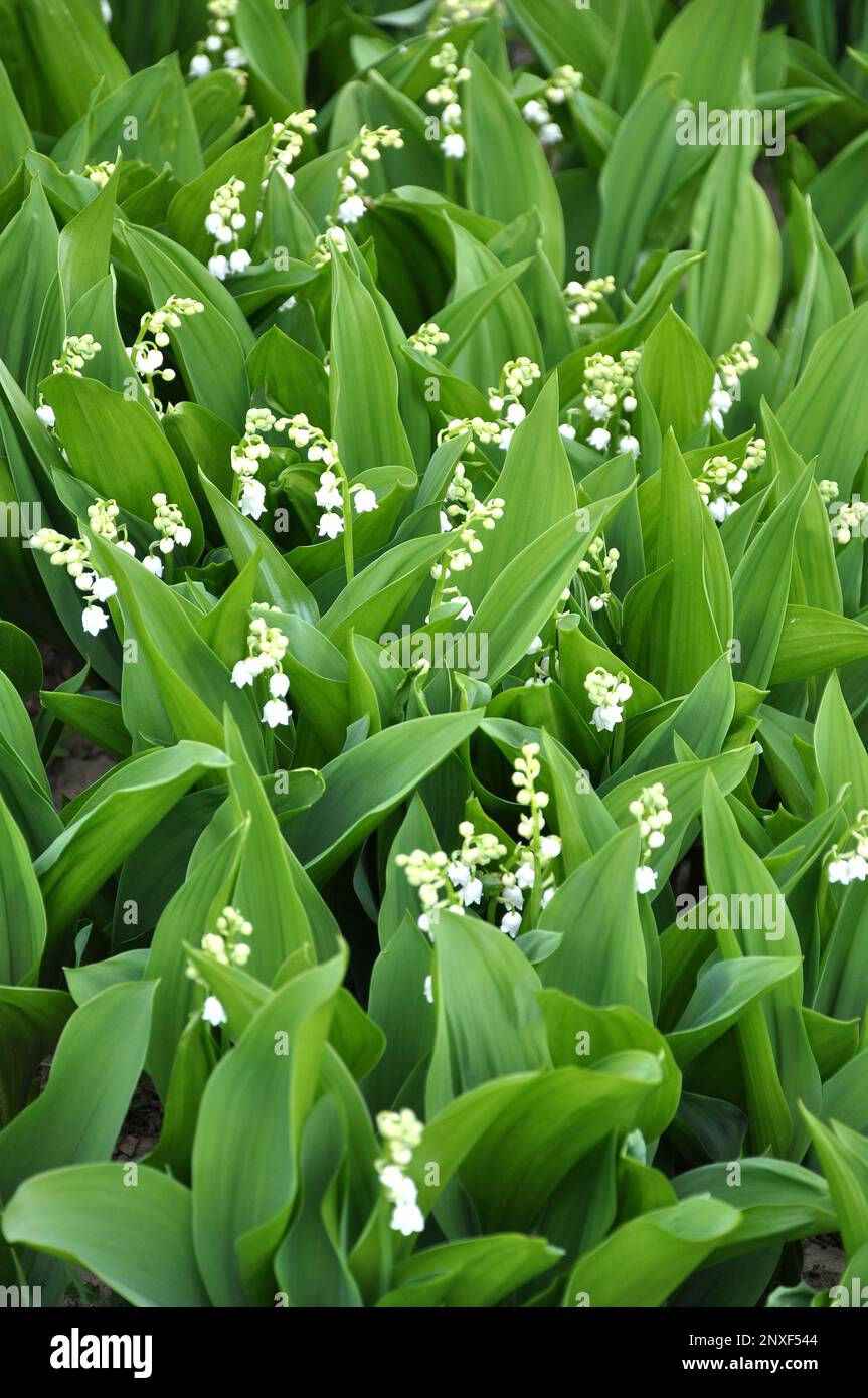 In freier Wildbahn wächst die Lilie des Tals (Convallaria majalis) Stockfoto