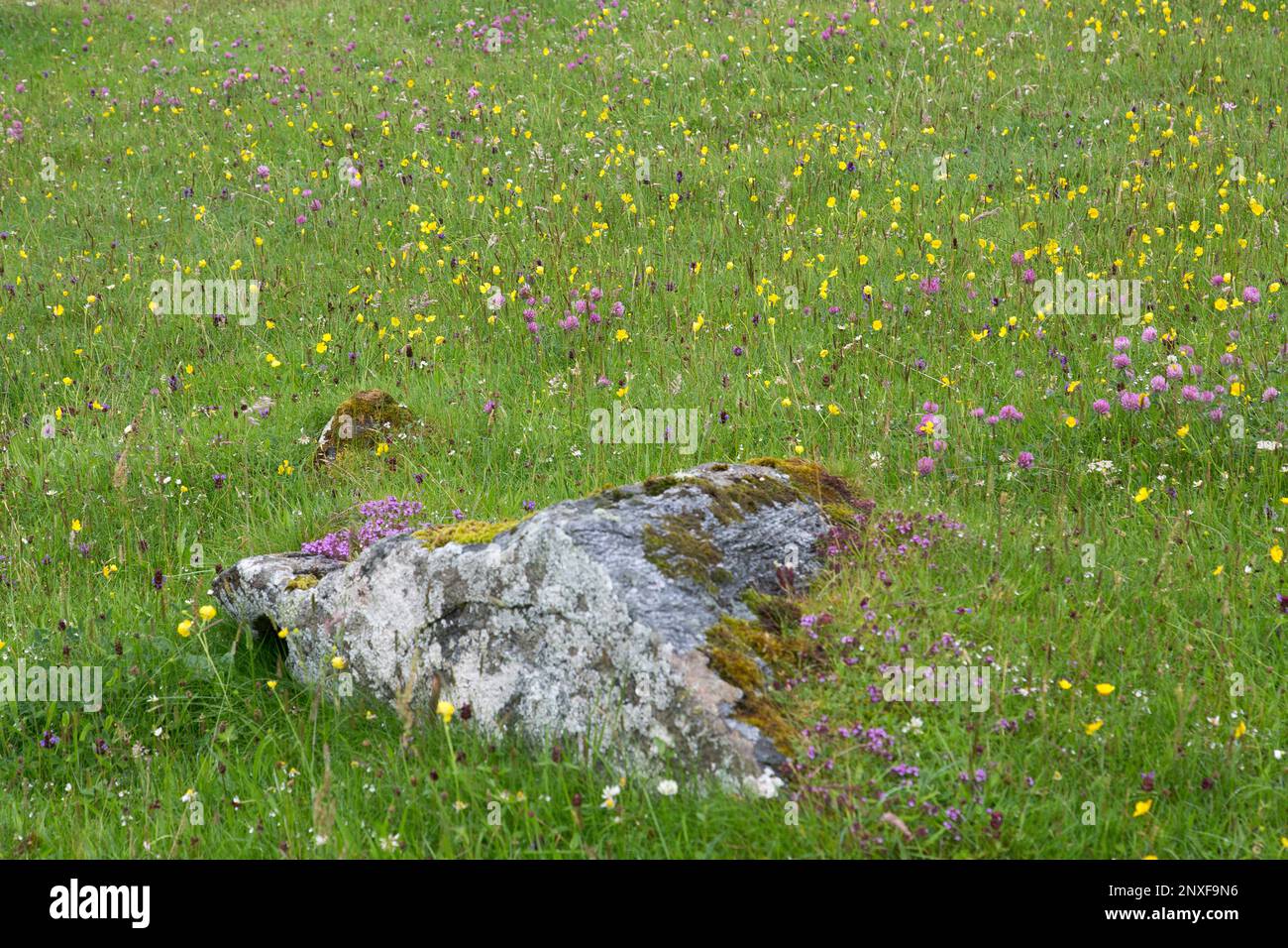 Moss Covered Rock in Machair Wildflowers, Lewis, Isle of Lewis, Hebriden, Äußeren Hebriden, Westliche Inseln, Schottland, Vereinigtes Königreich, Großbritannien Stockfoto