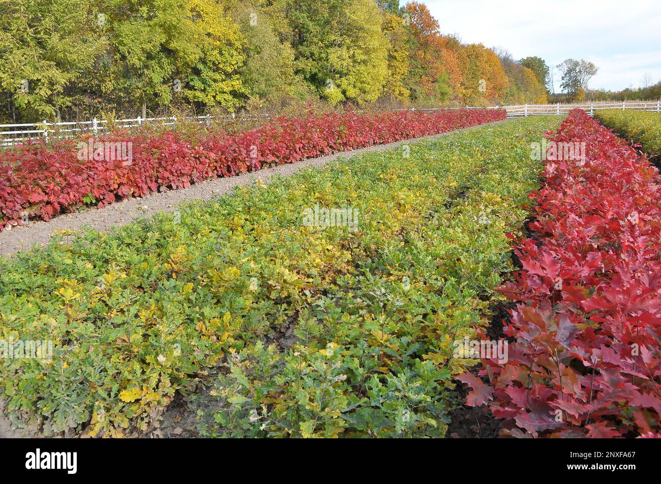 In den Baumschulen werden Waldbaumsägemittel angebaut Stockfoto