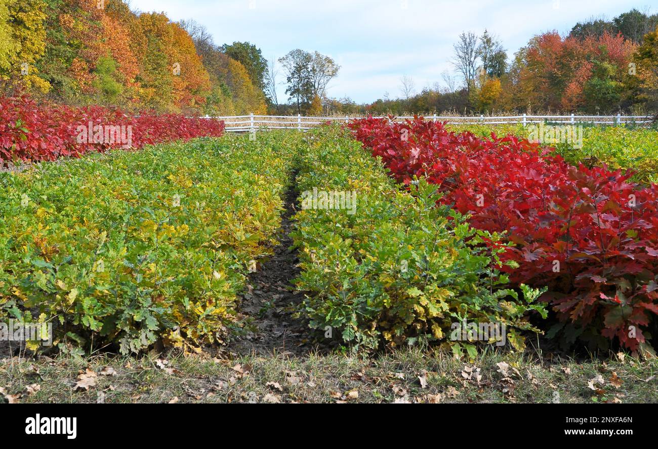 In den Baumschulen werden Waldbaumsägemittel angebaut Stockfoto