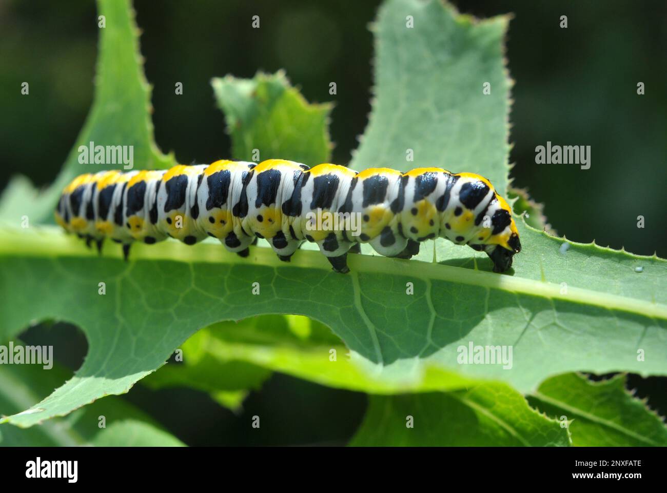 In der Wildnis auf der Pflanze Raupen Schmetterling Cucullia (Cucullia) pustulata Stockfoto