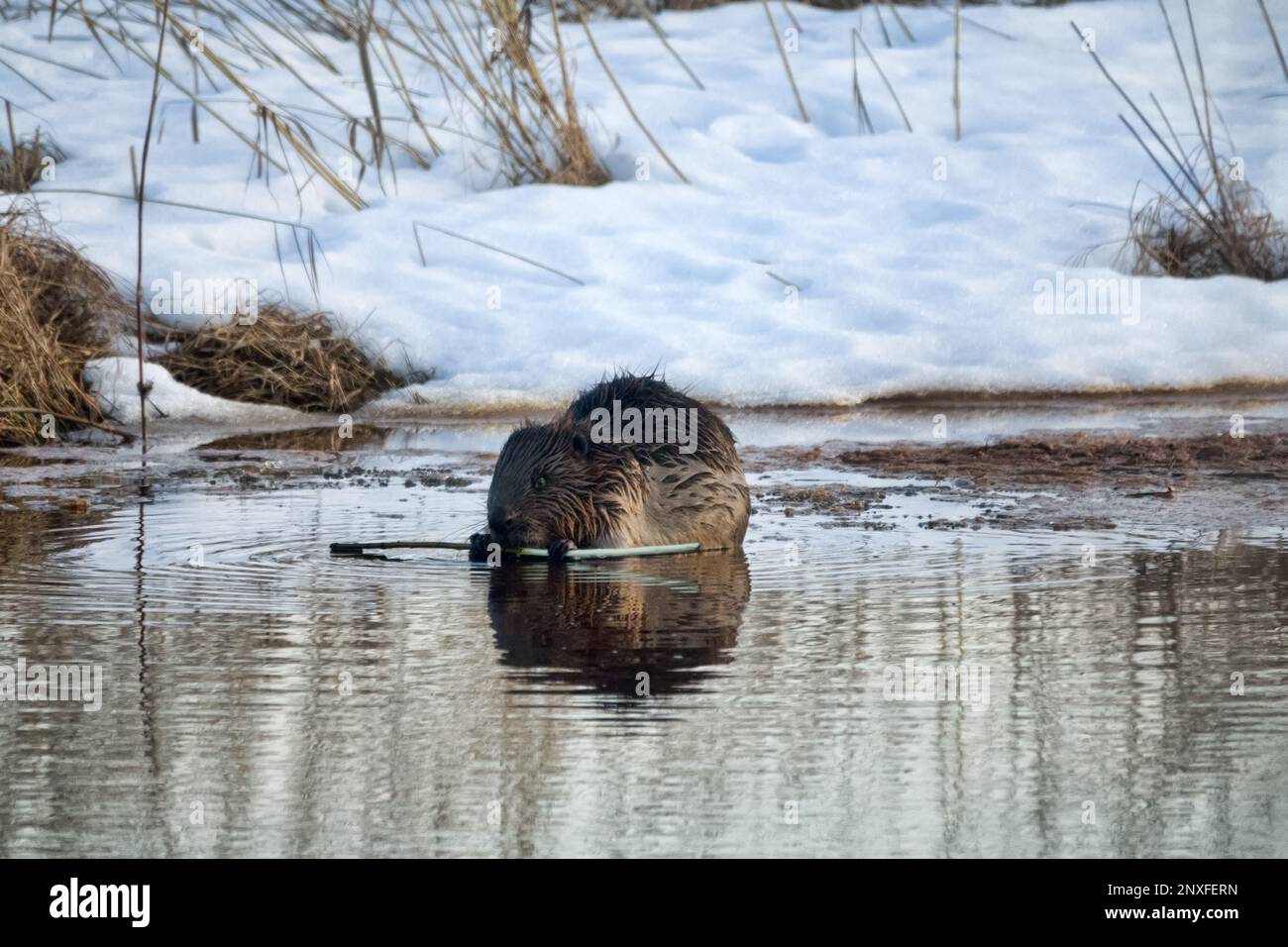 Frühjahrsaktivität des eurasischen Bibers nach dem Auskommen aus dem Eis. Biber knabbert einen Weidenstock Stockfoto