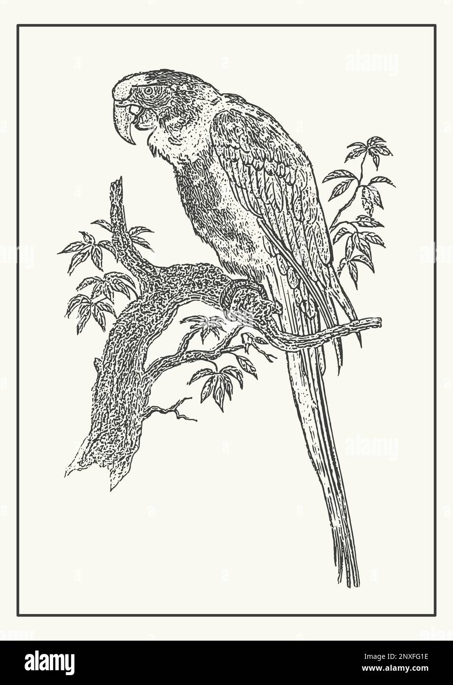 Handgezeichnetes Ara-Papagei-Skizzenposter. Linienart des brasilianischen Papageienvogel Stock Vektor