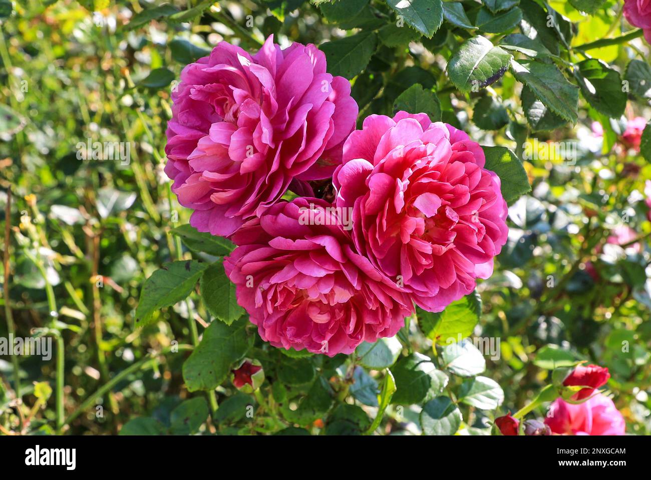 Eine Rosa oder Rose namens „Mary Rose“, eine David Austin Rose, England, Großbritannien Stockfoto