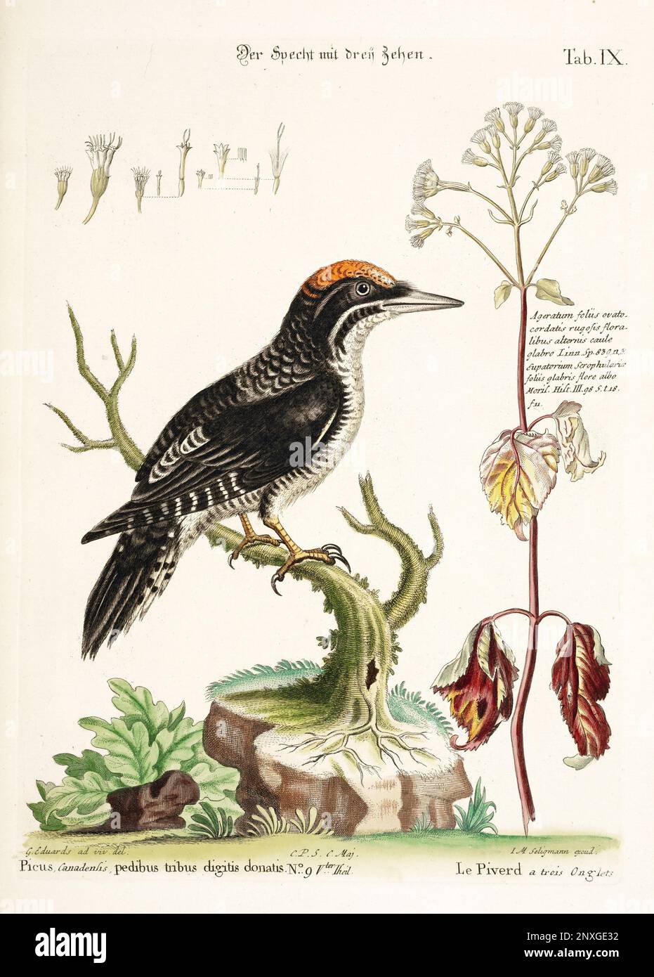 Vogelillustrierung - The Woodpecker - Antike Platte des niederländischen Buches: Sammlung ausländischer und seltener Vögel, illustriert von George Edwards-1772 Stockfoto