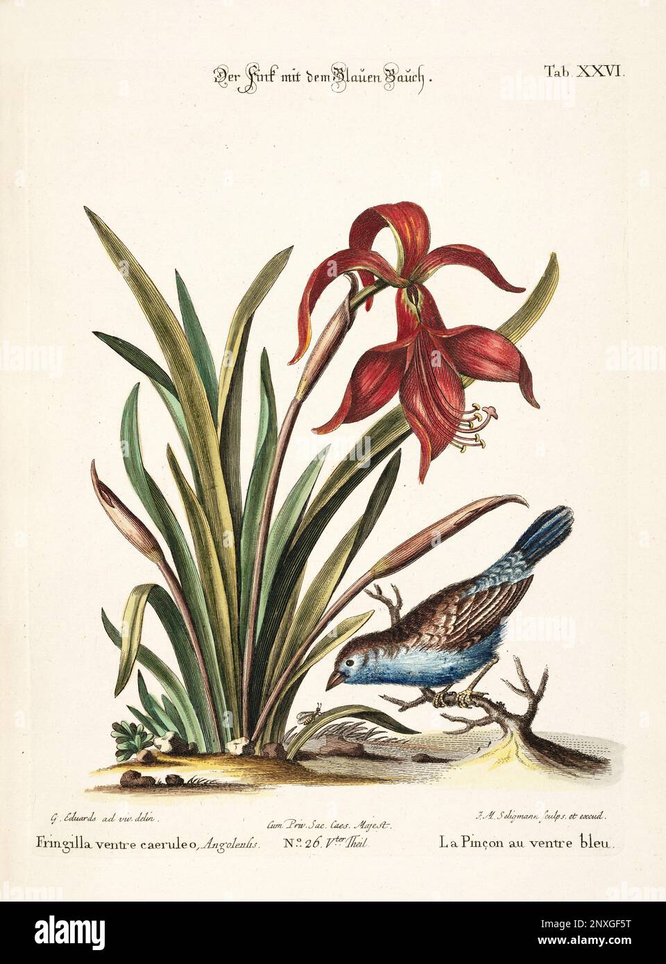 Vogelillustrierung-Antike Platte des niederländischen Buches: Sammlung ausländischer und seltener Vögel, illustriert von George Edwards-1772 Stockfoto