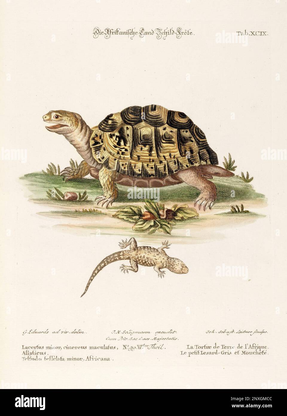 Turtle Illustration - Antike Platte des niederländischen Buches: Sammlung ausländischer und seltener Vögel, illustriert von George Edwards-1772 Stockfoto