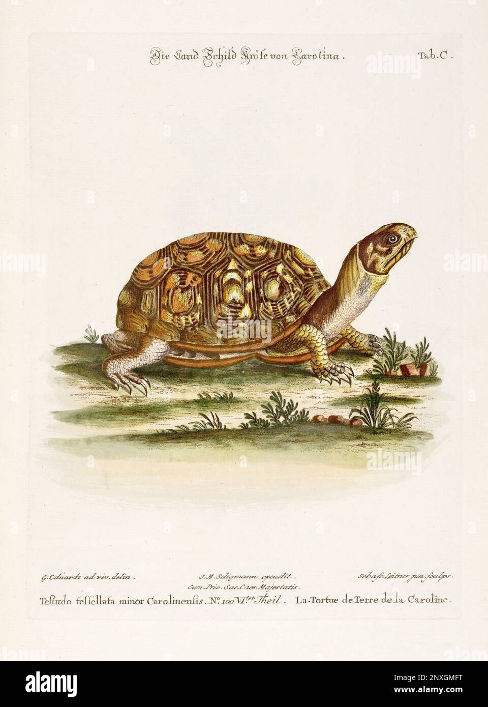 Turtle Illustration - Antike Platte des niederländischen Buches: Sammlung ausländischer und seltener Vögel, illustriert von George Edwards-1772 Stockfoto