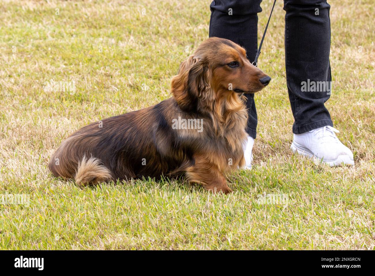 EXETER, DEVON, Großbritannien - 1. JULI 2022 ein einzelner Hund auf einer Blei, der auf dem grünen Gras steht Stockfoto