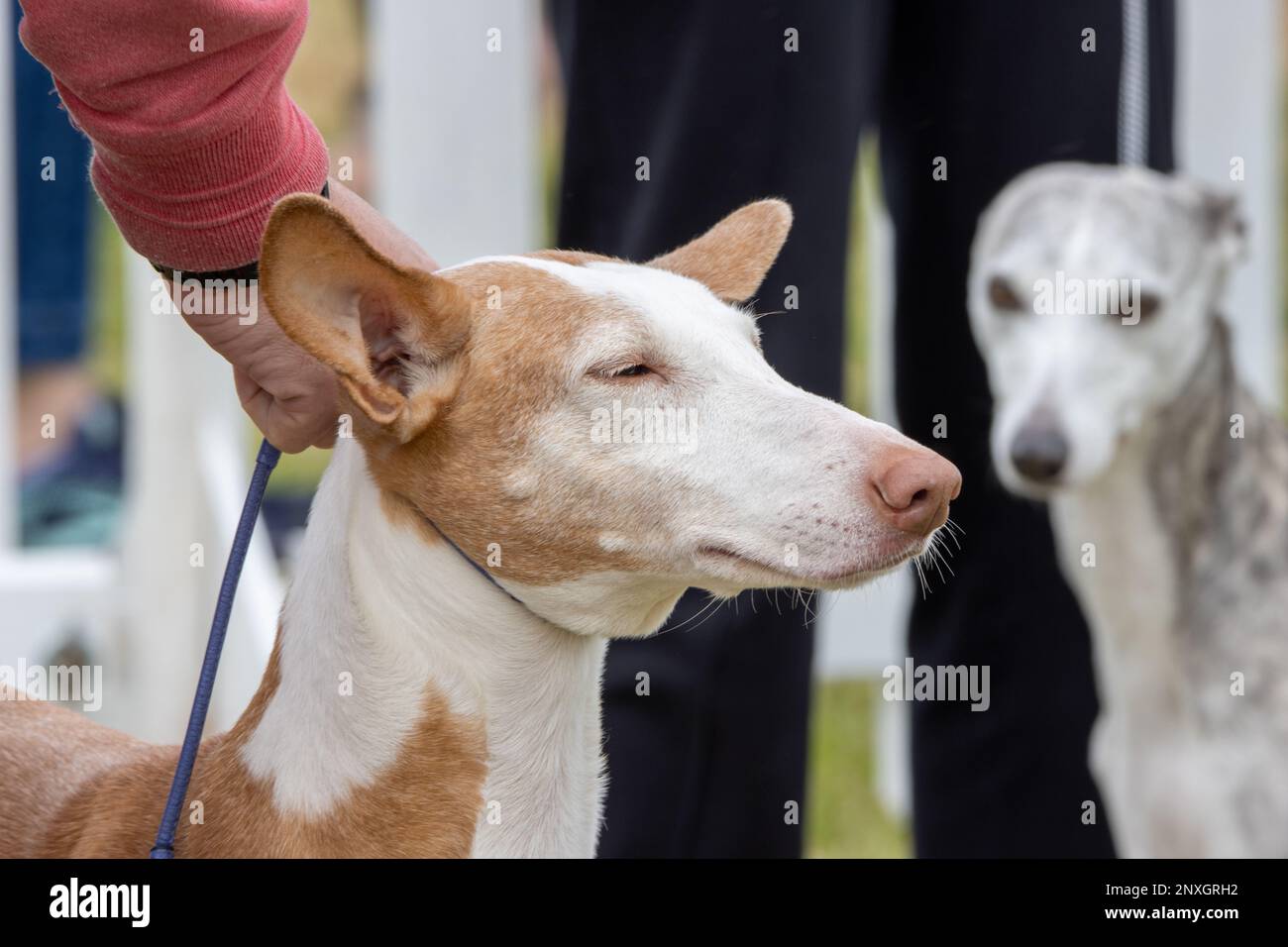 EXETER, DEVON, Großbritannien - 1. JULI 2022 ein einzelner Hund auf einer Blei, der auf dem grünen Gras steht Stockfoto