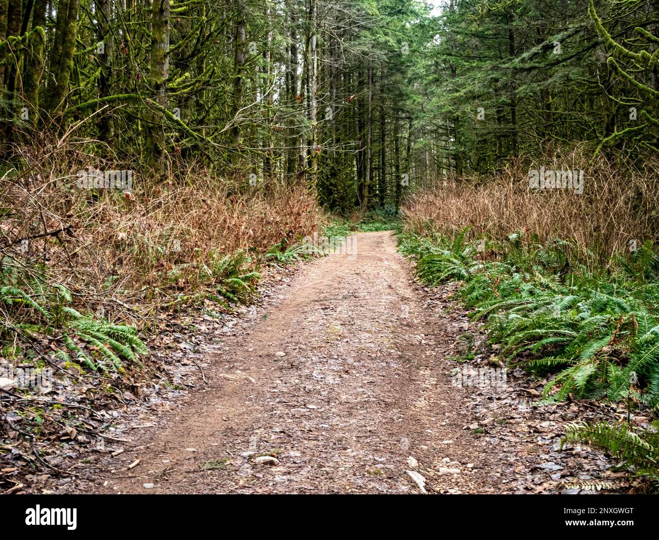 WA23163-00...WASHINGTON - Alte Holzfällerstraße, die im Lord Hill Regional Park in Snohomish County bei Monroe in einen Waldweg umgewandelt wurde. Stockfoto