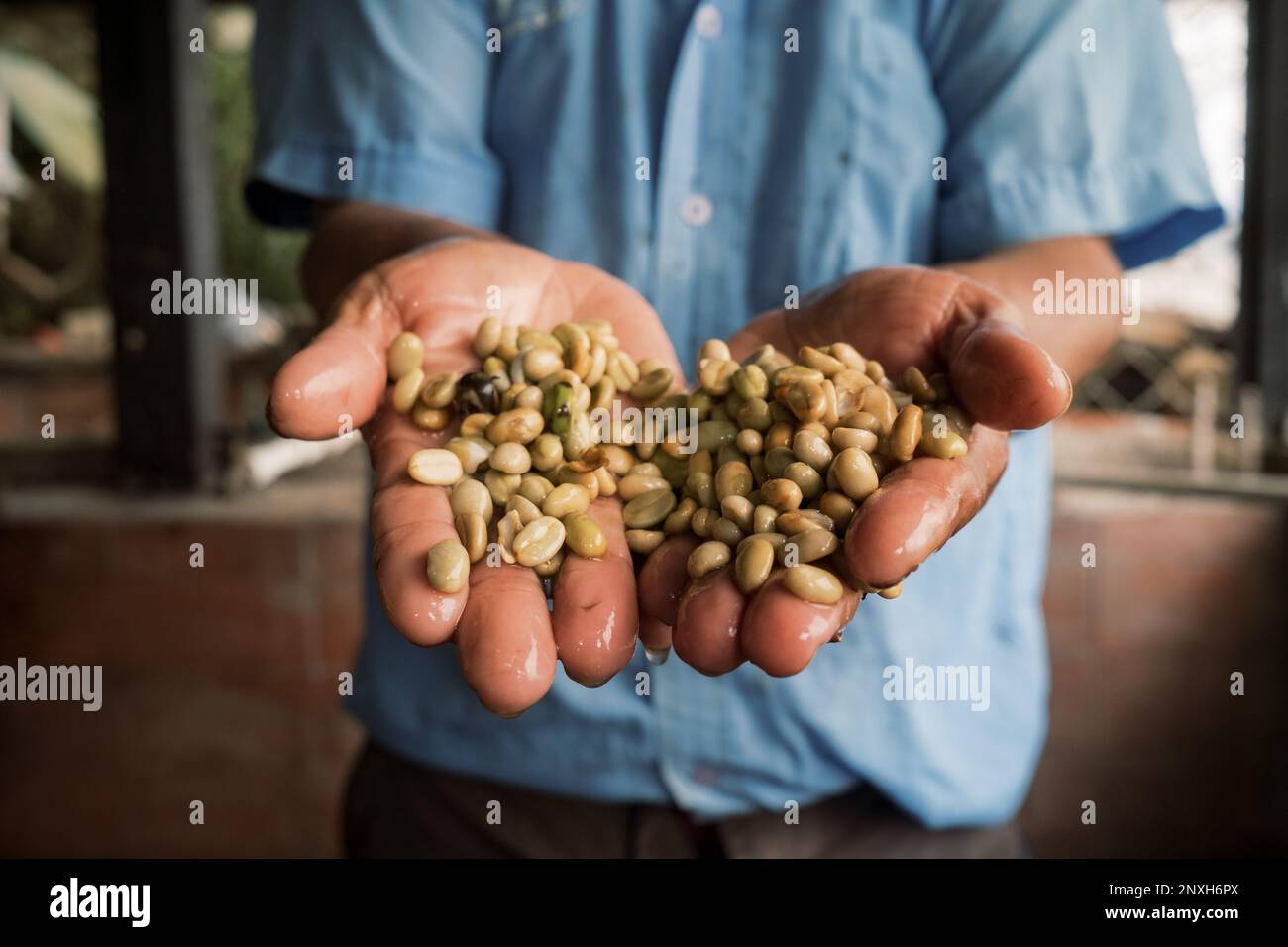 Kaffeebohnen in zwei Händen gewaschen Stockfoto