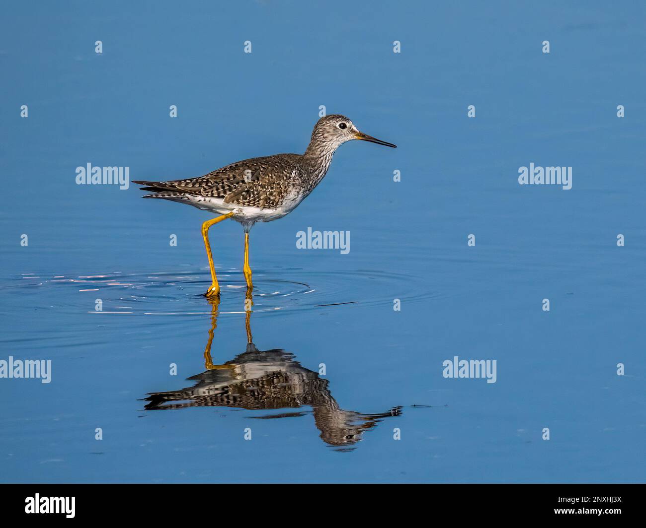 Ein einzelner Yellowlegs Sandpiper im Myakka River State Park in Sarasota, Florida, USA Stockfoto