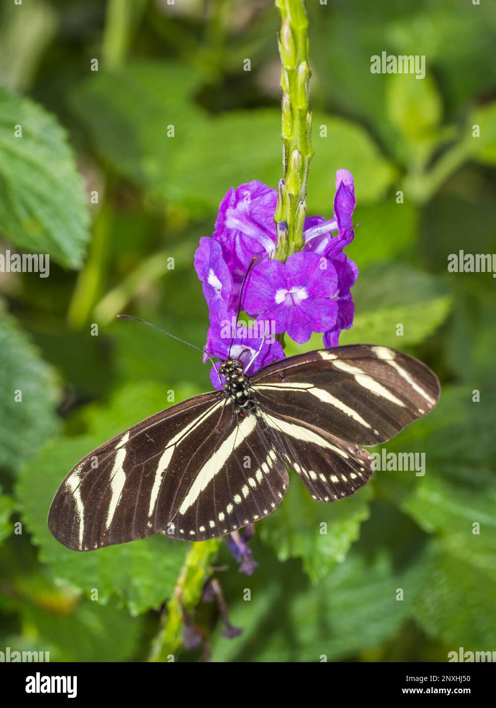 Kloe auf einem Zebra Longwing ((Zebra Heliconian) Schmetterling auf einer lila Blume Stockfoto