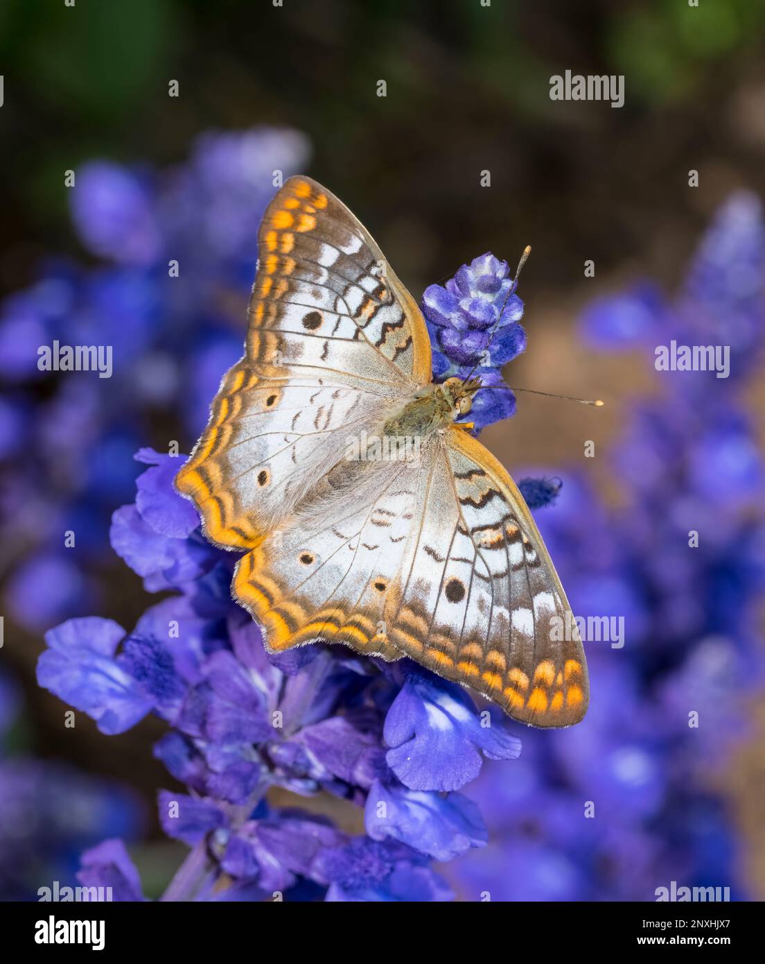 Nahaufnahme eines weißen Pfauens (Anartia jatrophae) Schmetterlings auf violetten Mealycup Salbeiblüten Stockfoto