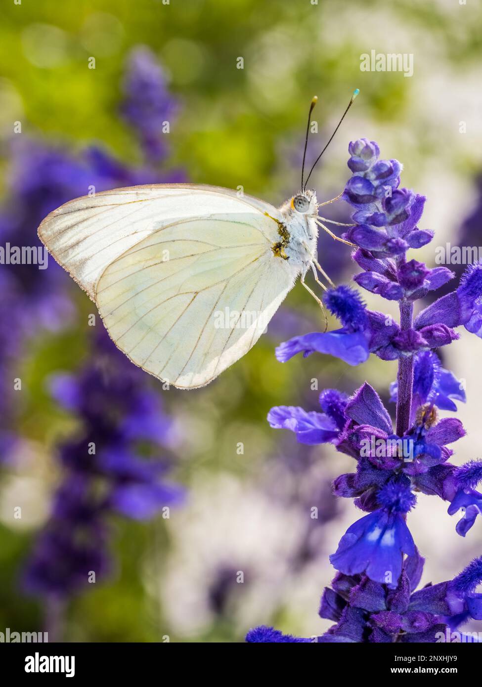 Großer südweißer Schmetterling (Ascia Monuste) auf violetten Mealycup-Salbeiblüten Stockfoto