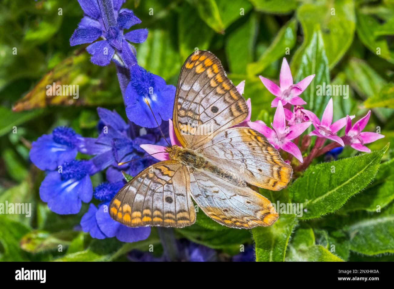 Nahaufnahme eines weißen Pfauens (Anartia jatrophae) Schmetterlings auf violetten Mealycup Salbeiblüten Stockfoto