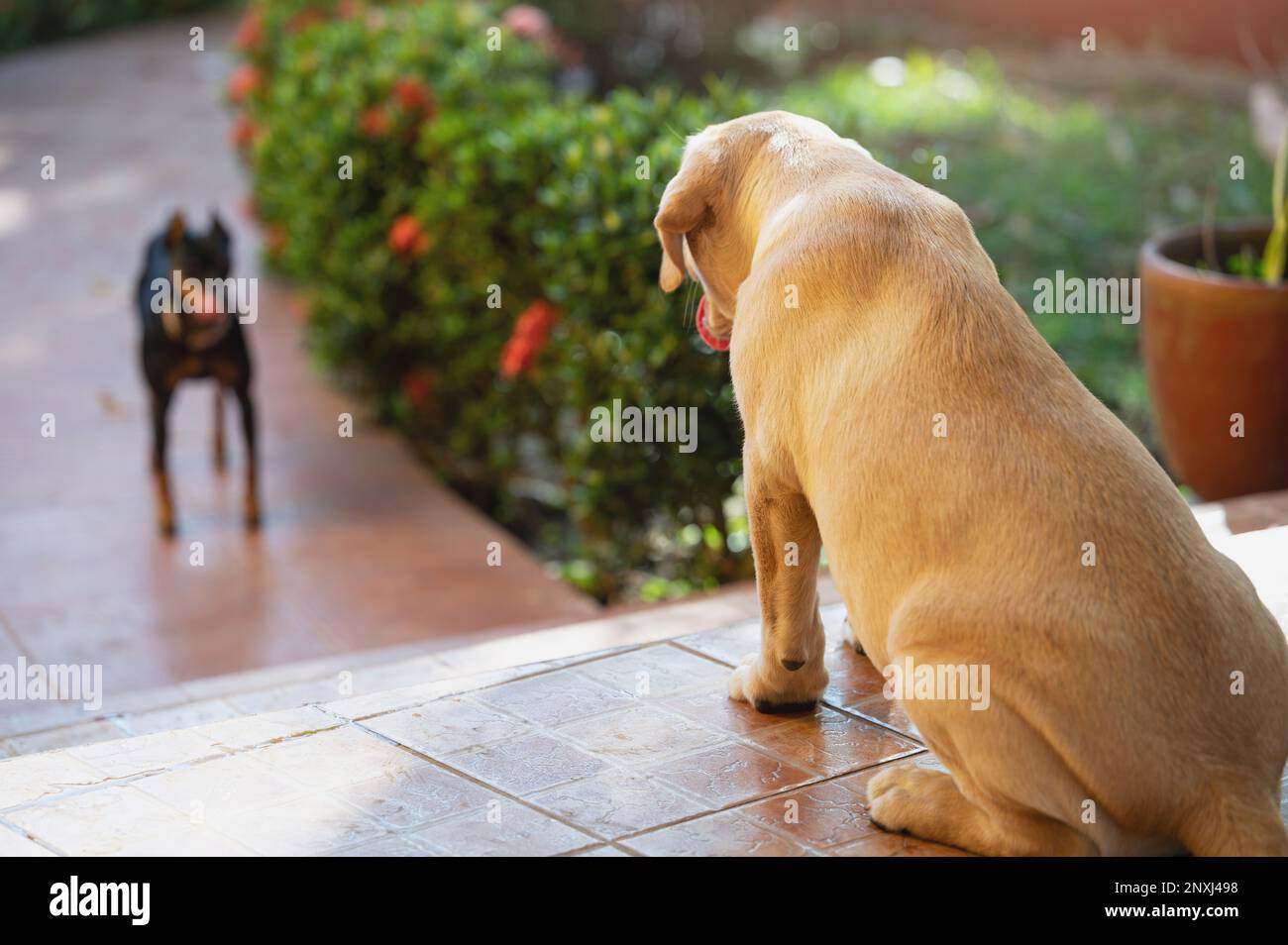 Das Motto „dominierende Hunde“. Labrador spielen mit dem kleinen Pinscher im Garten Stockfoto