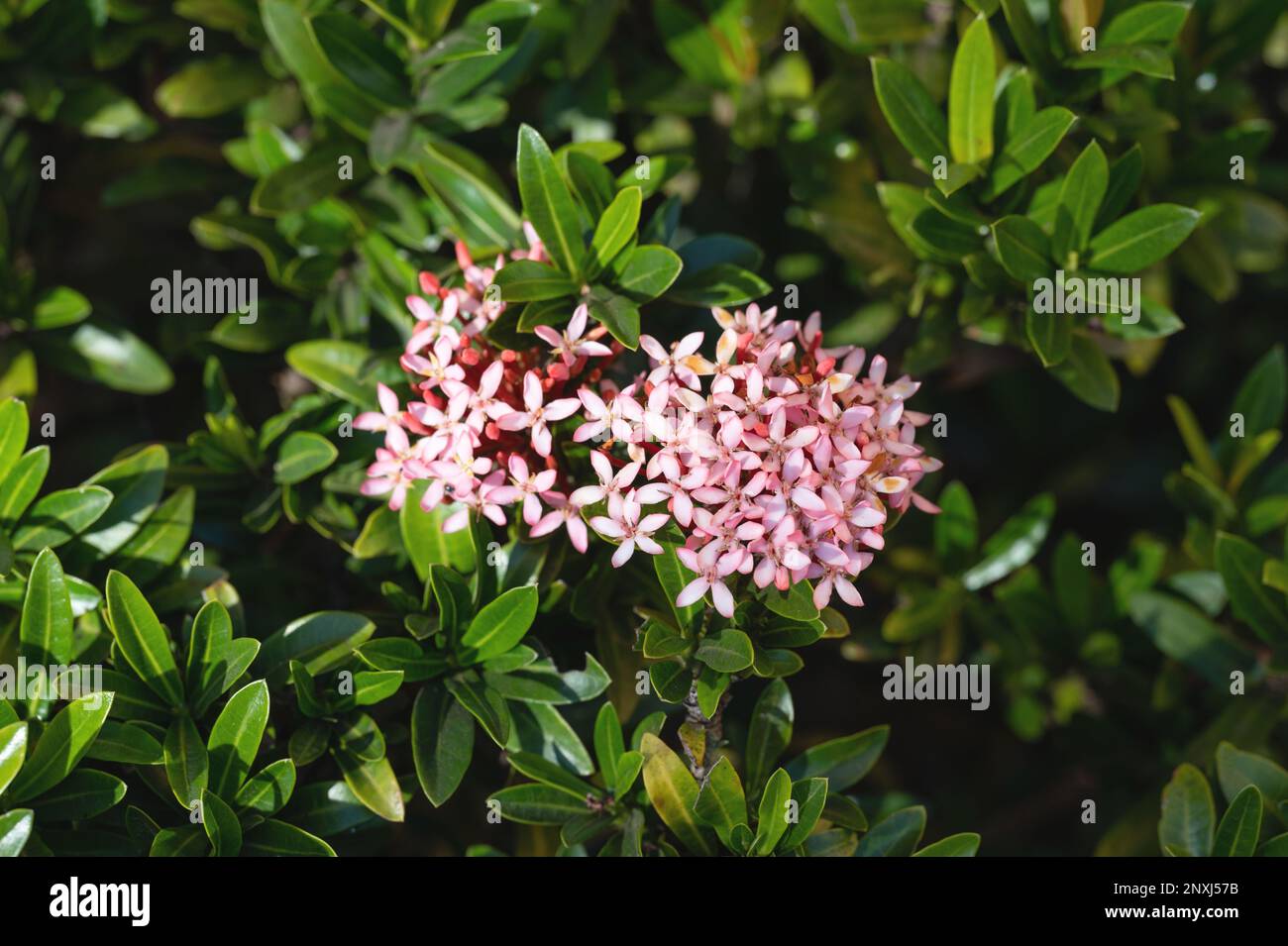 Rosafarbene Blumen auf grünen Blättern Hintergrund Makro Nahaufnahme Stockfoto