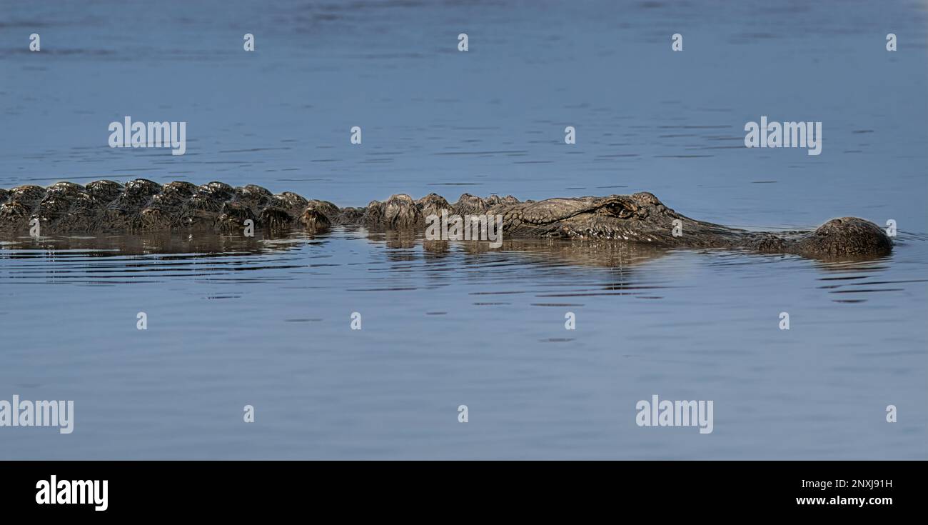 Alligatoren sind interessant aussehende Kreaturen und sehr versteckt im Wasser. Stockfoto