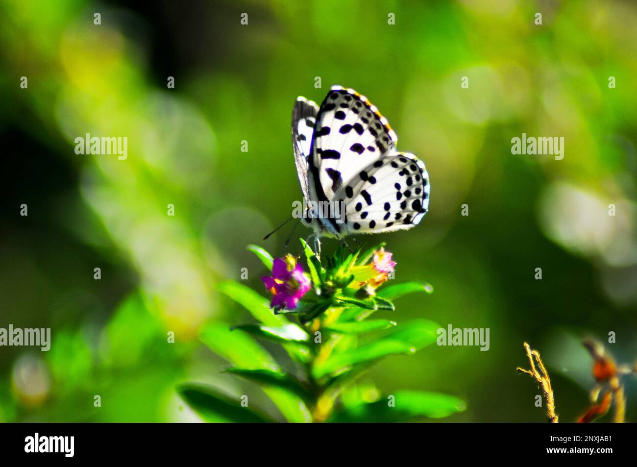 Schmetterlingsbild in Dhaka, Bangladesch Stockfoto