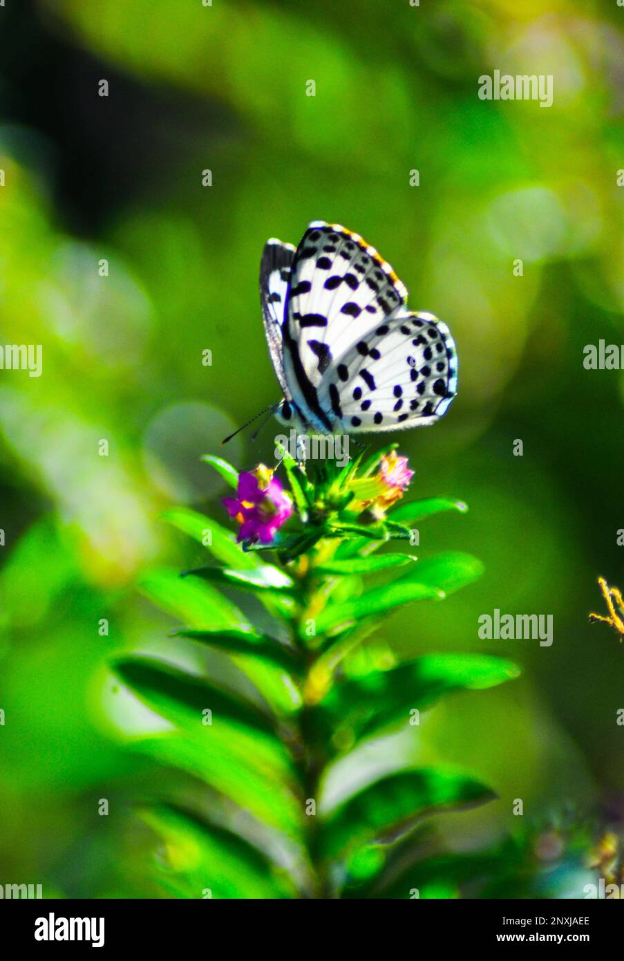 Schmetterlingsbild in Dhaka, Bangladesch Stockfoto