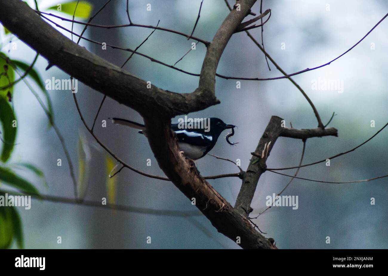 Naturbild der Stadt Dhaka in Bangladesch. Ein paar Vögel auf einem Baum. Stockfoto