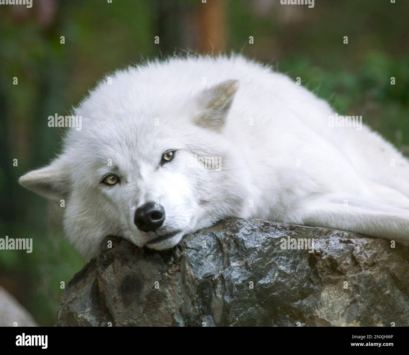 Arctic Wolf International Wolf Center, Ely, MN Stockfoto
