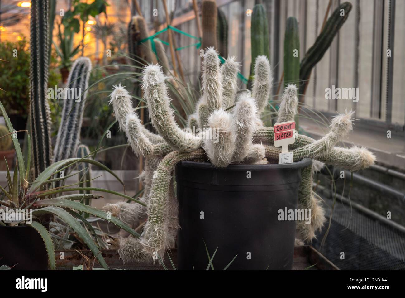 Fuzzy und Spiky Oreocereus Doelzianus Cactus im Gewächshaus der Universität Stockfoto
