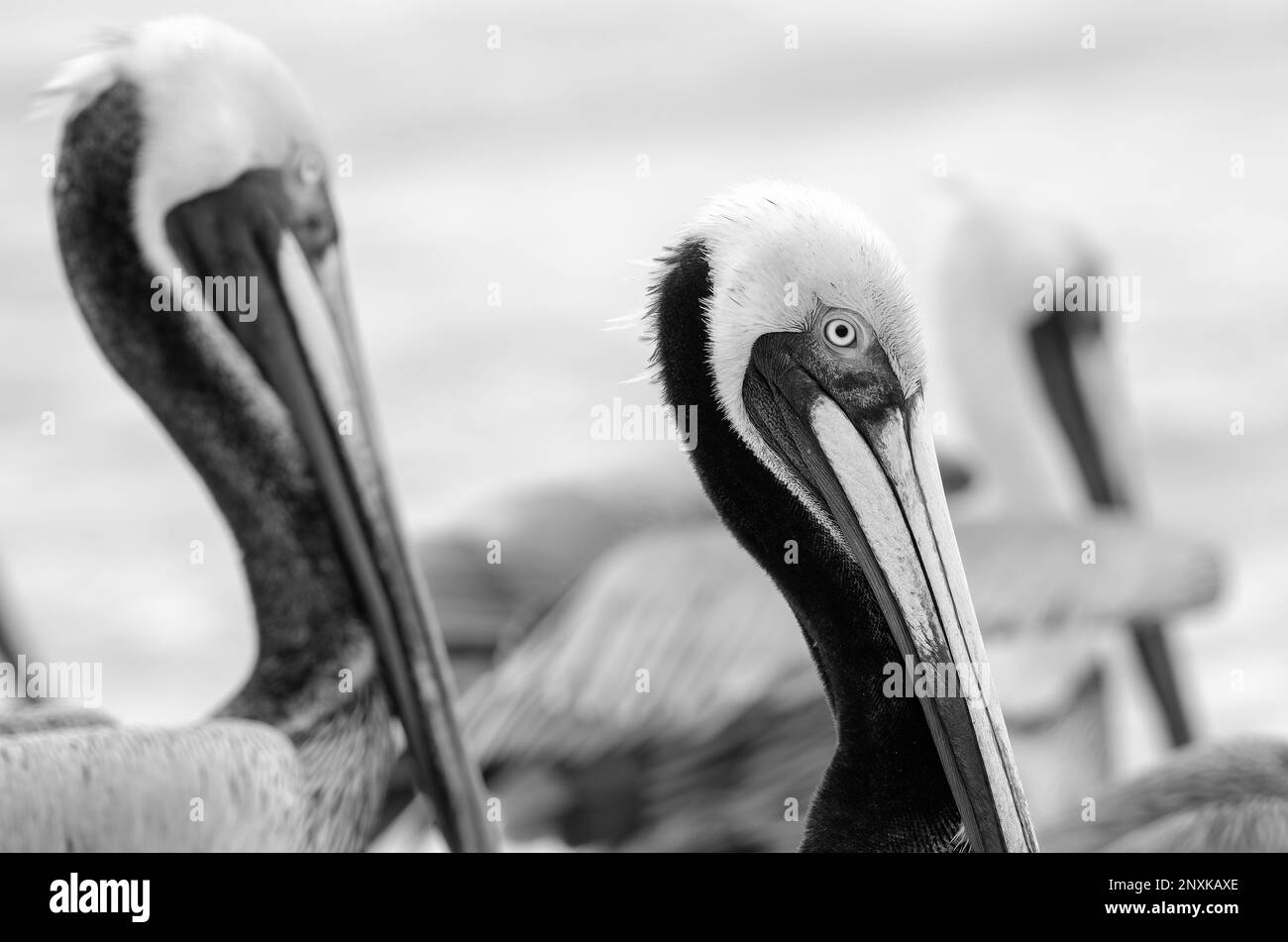 Eine Nahaufnahme des Pacific Coast Brown Pelican Black and White Image Format Stockfoto