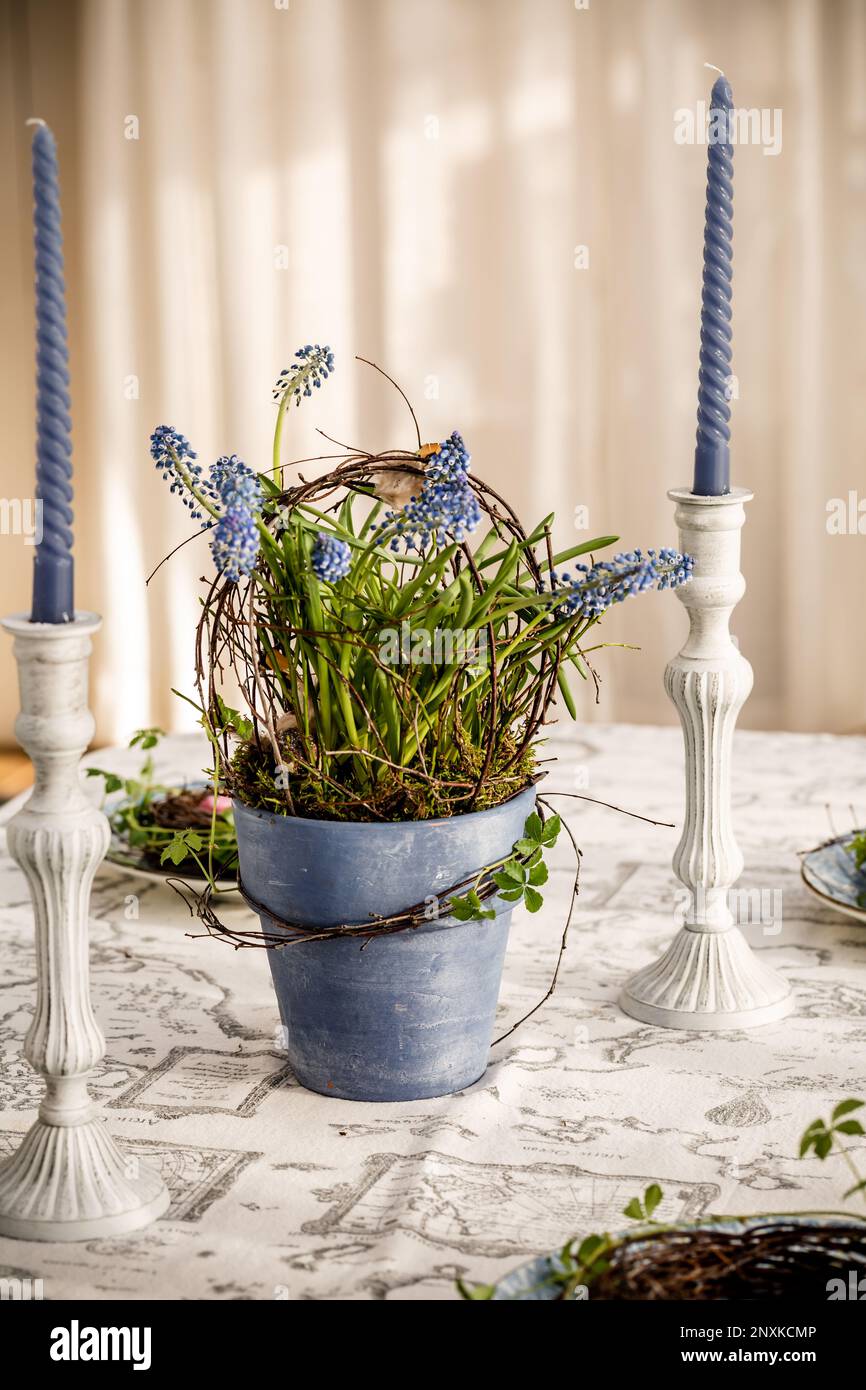 Frühlingszusammensetzung in Blautönen, Muscari in Blautöpfen und mit blauen Kerzen Stockfoto