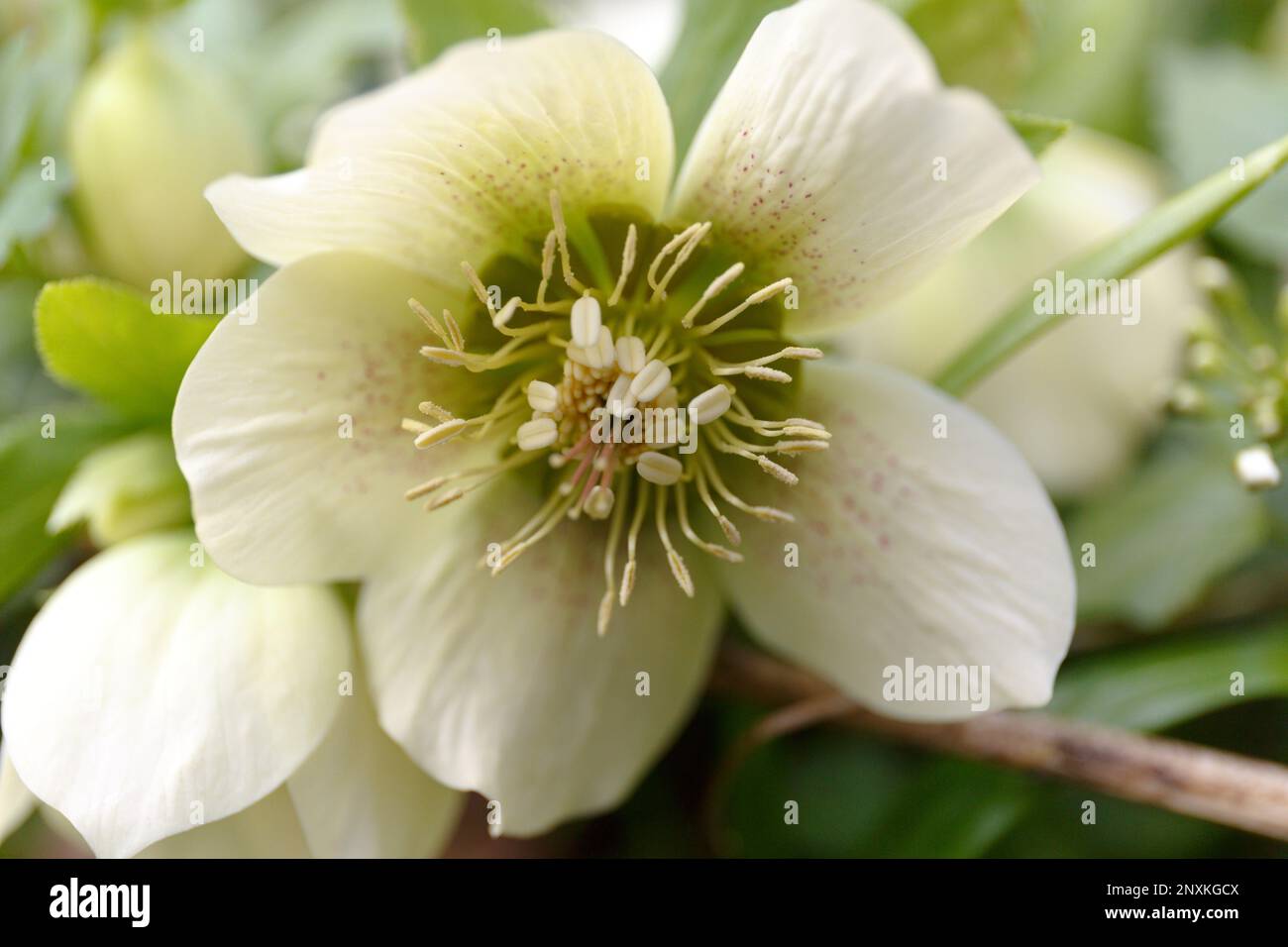 Weiße Hellebores „Lenten Rose“. Ein blühender Helleborus (Helleborus niger) Grüne und weiße Helleberblüten blühen im Frühling. Zuerst Blumen Stockfoto