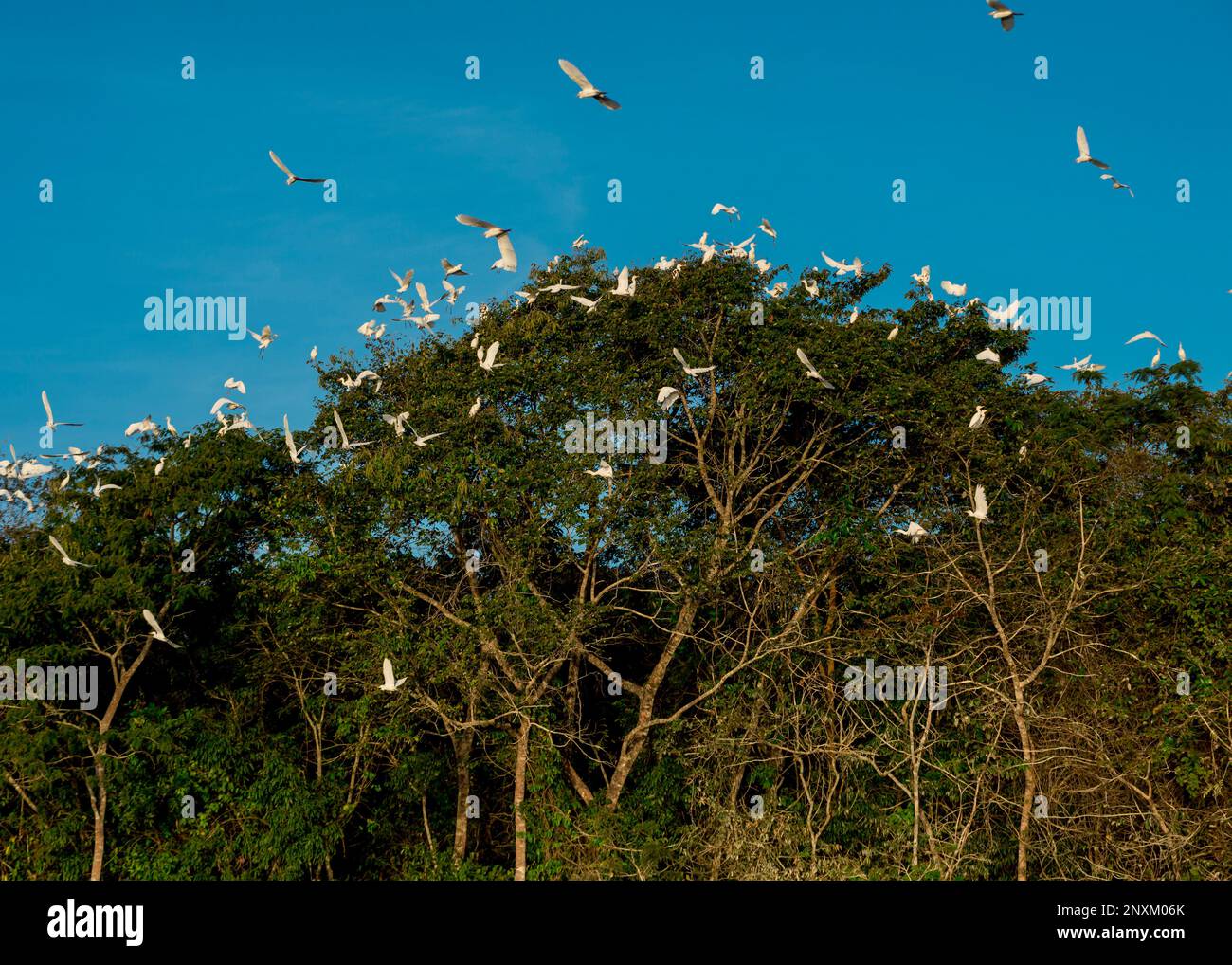 Reiher im Nest ( Ardeidae ) Stockfoto