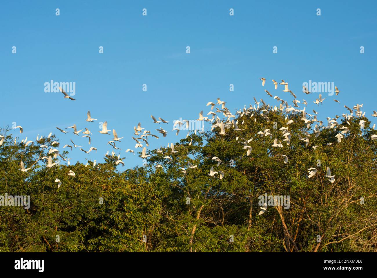 Reiher im Nest ( Ardeidae ) Stockfoto