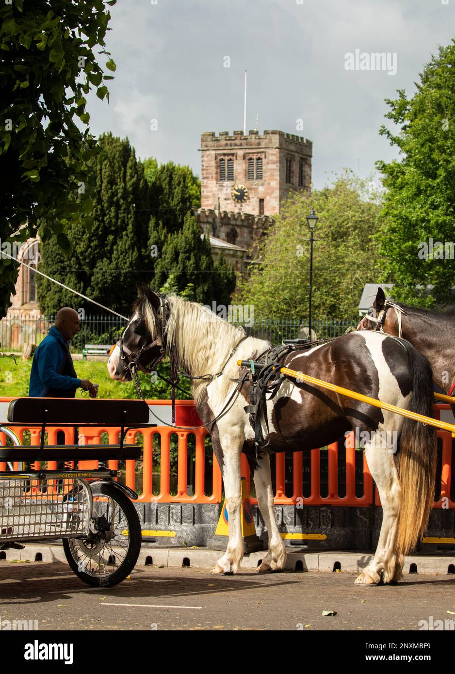 Ein Paar braune und weiße Pferde, die vor der Kirche Appleby Horse Fair Appleby in Westmorland Eden Valley Cumbria an einem schmolligen oder Trabrennwagen befestigt sind Stockfoto