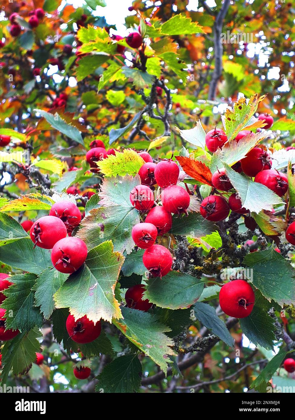 Himmel, Blütenblätter, Stamen, Stiel, Anther, herrlich, Bouquet, Duft, Parfüm, Pflanzenbeeren von Crataegus Blüte, gemeinhin als Weißdorn oder Treibdorn oder Dornapfel bezeichnet, Stockfoto