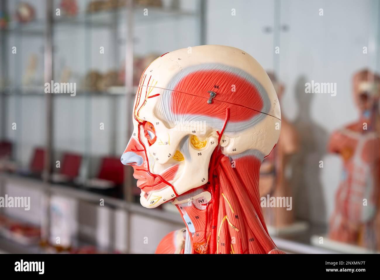 Menschlicher Körper, anatomische Schaufensterpuppe, Muskel- und Skelettsystem, Kopf und Hals Stockfoto