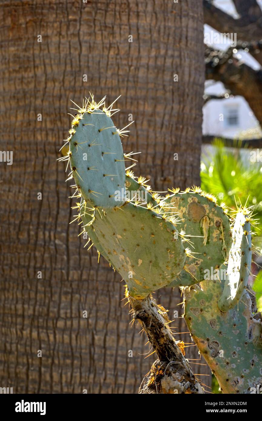 Kaktuspflanze, die zur Familie der Cactaceae gehört und aus Caryophyllales-Arten besteht. Keine Menschen. Stockfoto